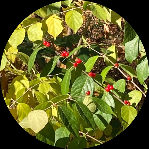 ajs0785